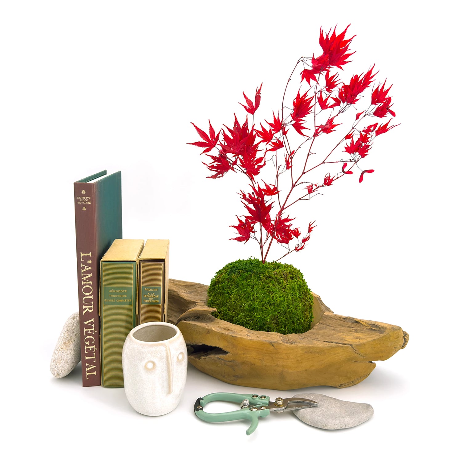 Composition avec une grand kokedama éternel Erable du japon dans sa coupelle en teck, avec un sécateur à bonsaï et une petite tasse à café en céramique, et des livres sur le végétal