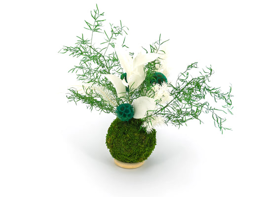 kokedama stabilisé composé de feuillage d'asparagus sprengeri, de fleurs scabieuses bleues, de ruscus et de ming fern blanc sur un support anneau en bois